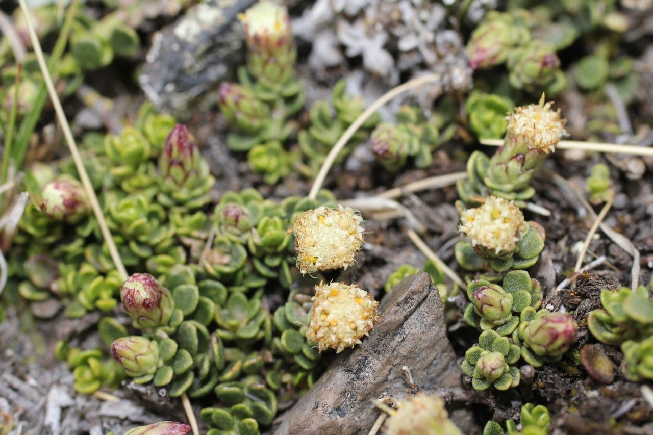 Baccharis 4