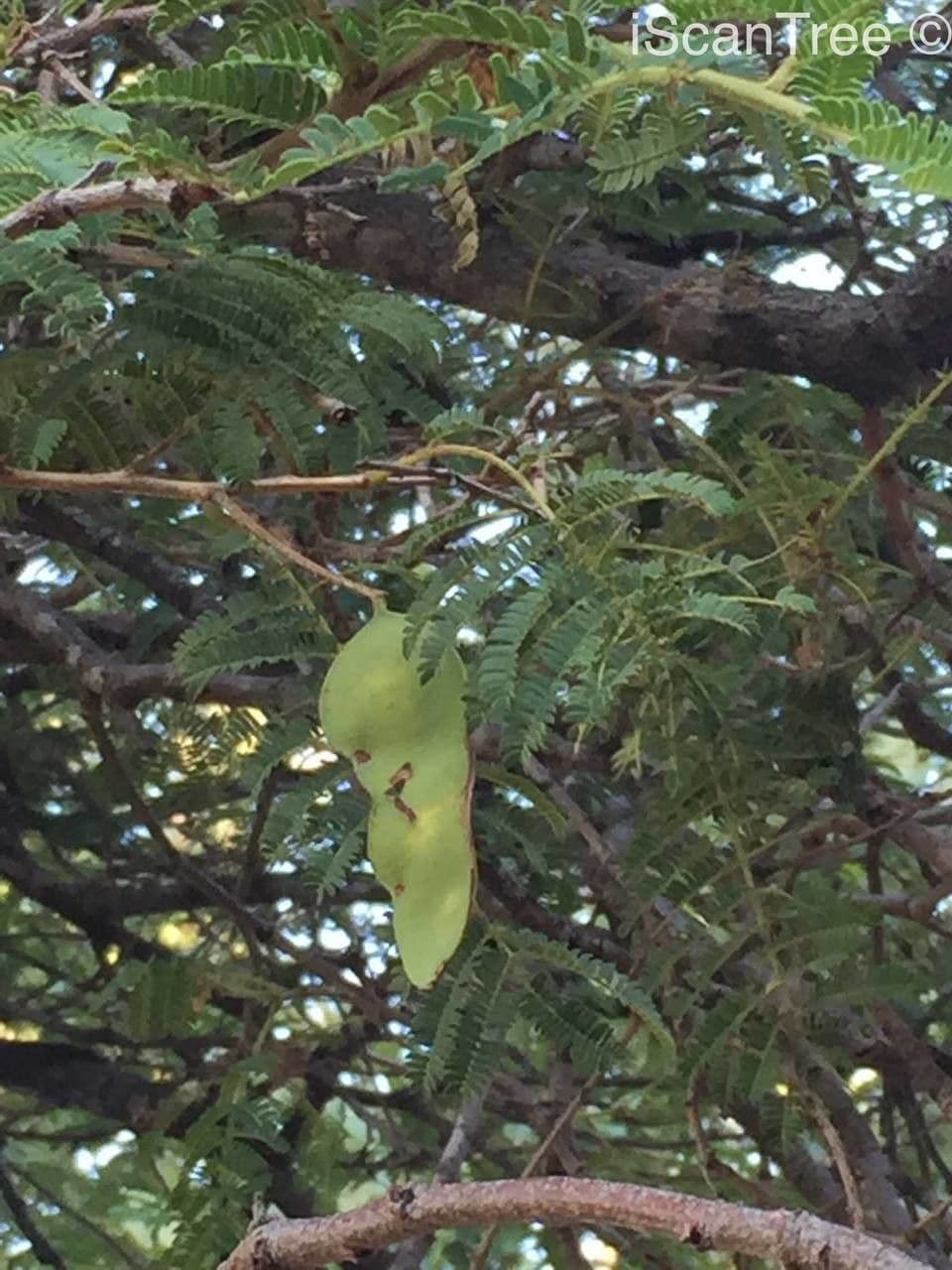 Albizia 11