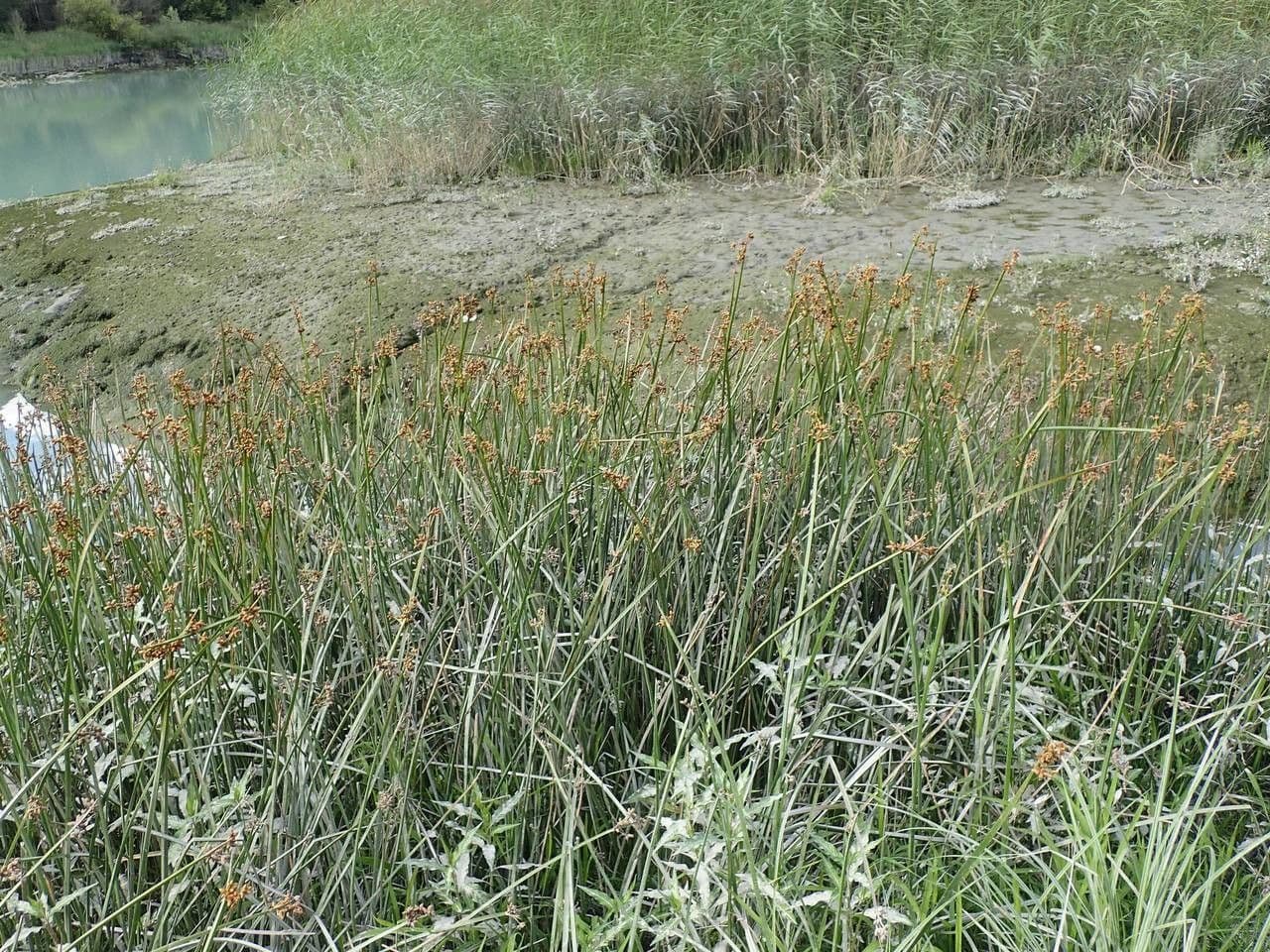 Schoenoplectus triqueter 11