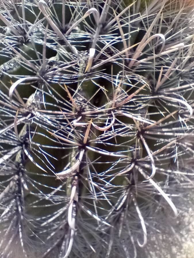 Ferocactus wislizeni 13