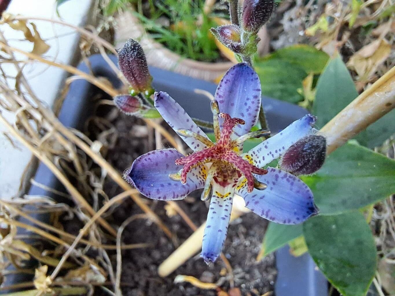 Tricyrtis 6