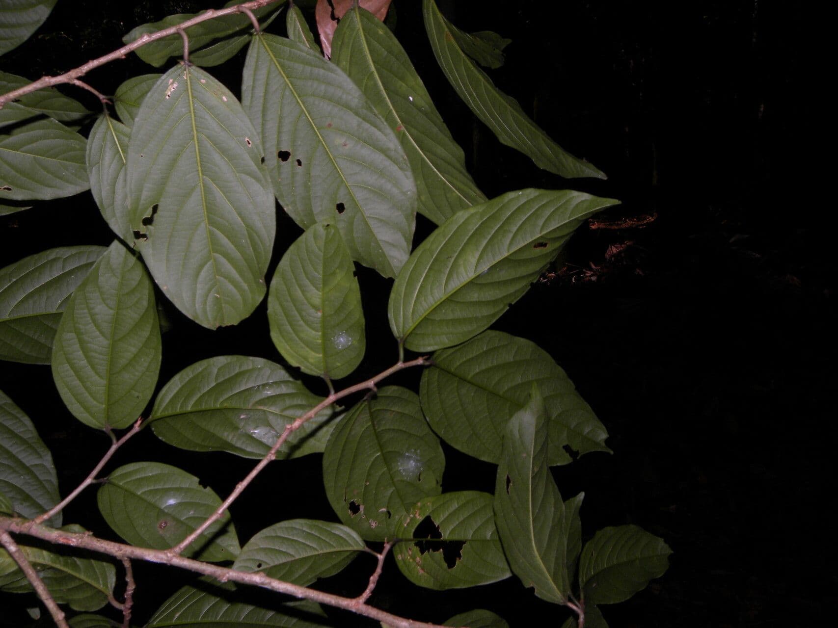 Colubrina 5
