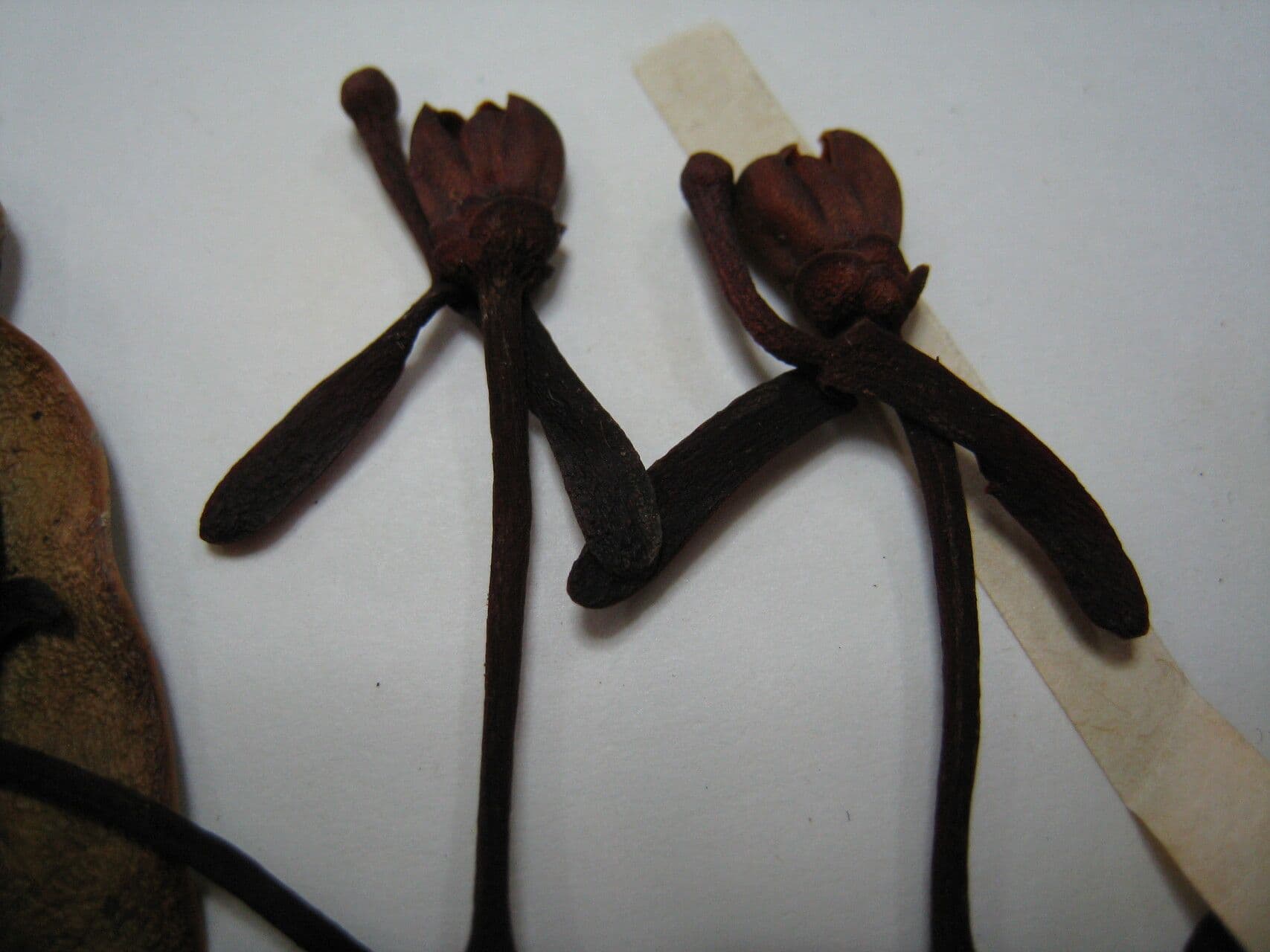 Souroubea 4