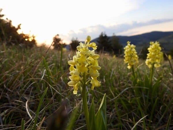 Orchide pallida 3