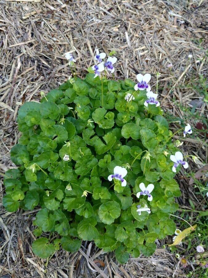 Viola ederacea 12
