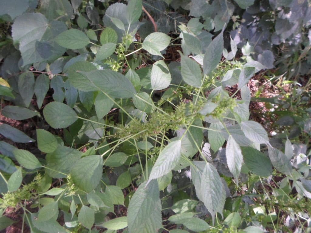 Acalypha 7