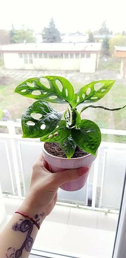 Monstera adansonii 20