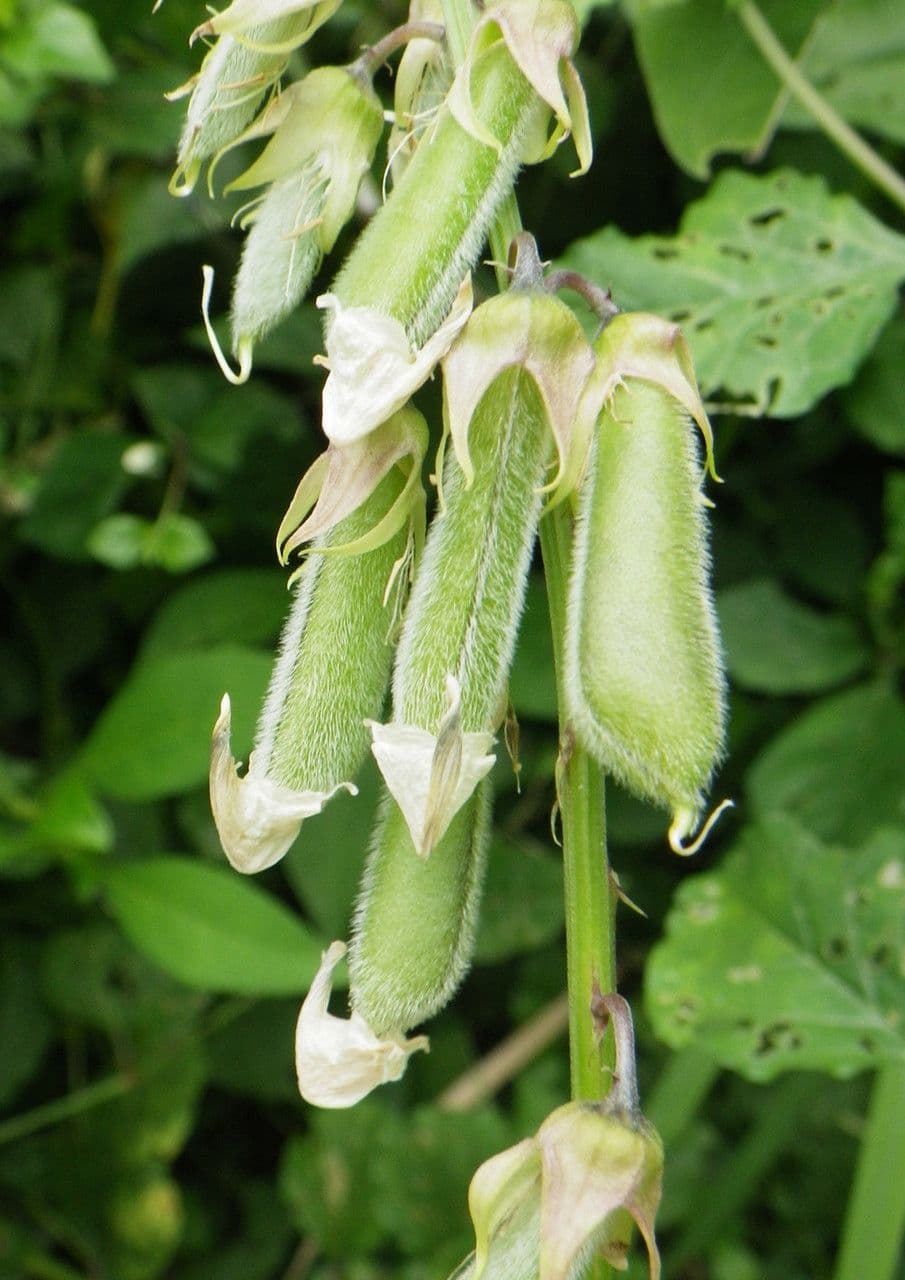 Crotalaria verrucosa 5