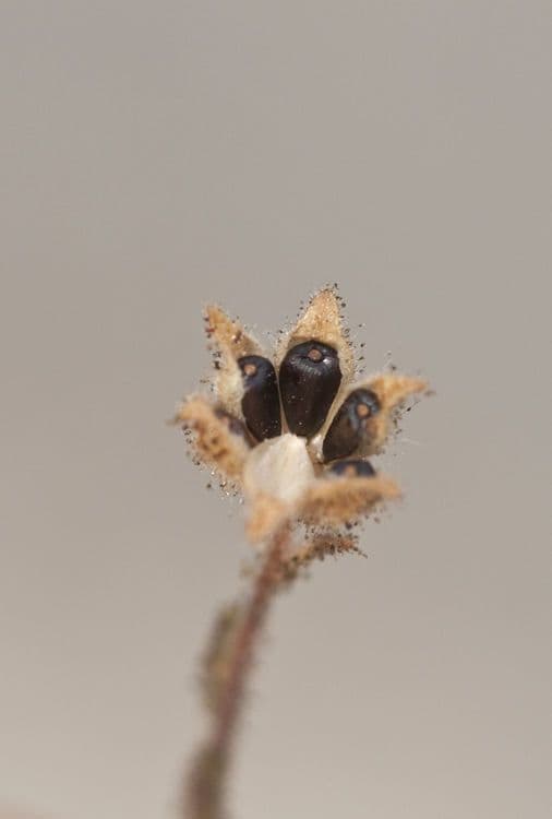 Hemizonia zoskupená 3