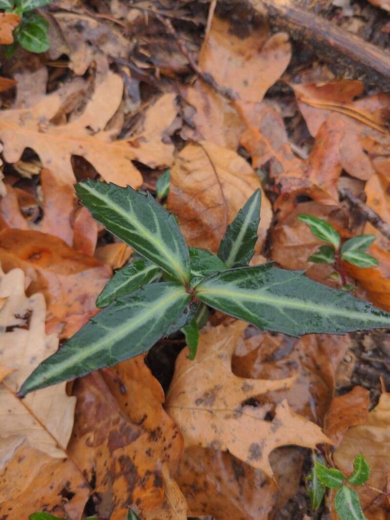 Chimaphila macchiata 19