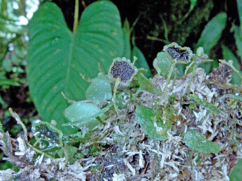Elaphoglossum peltatum 9