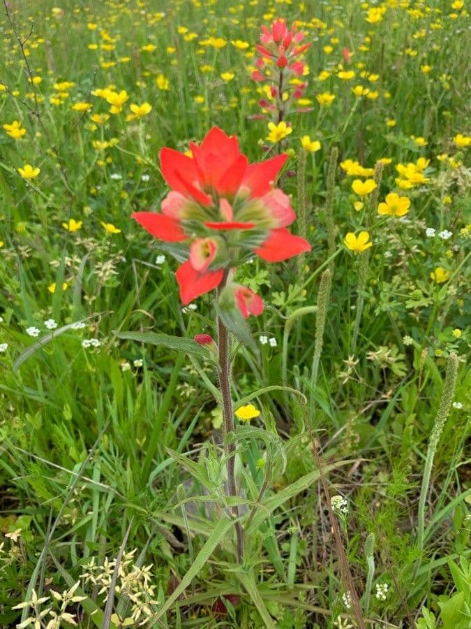 Castilleja 16
