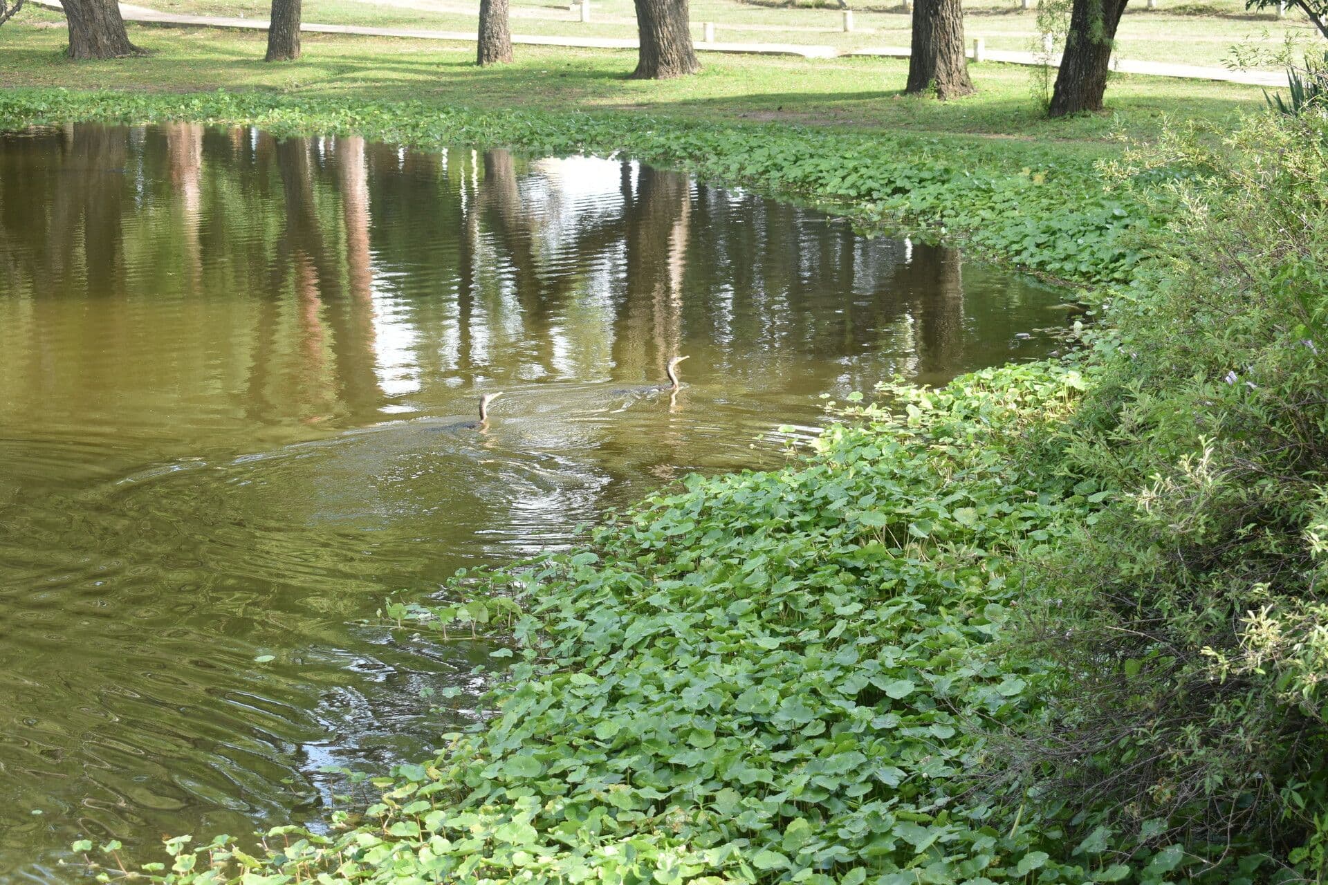 Hydrocotyle bonariensis 9