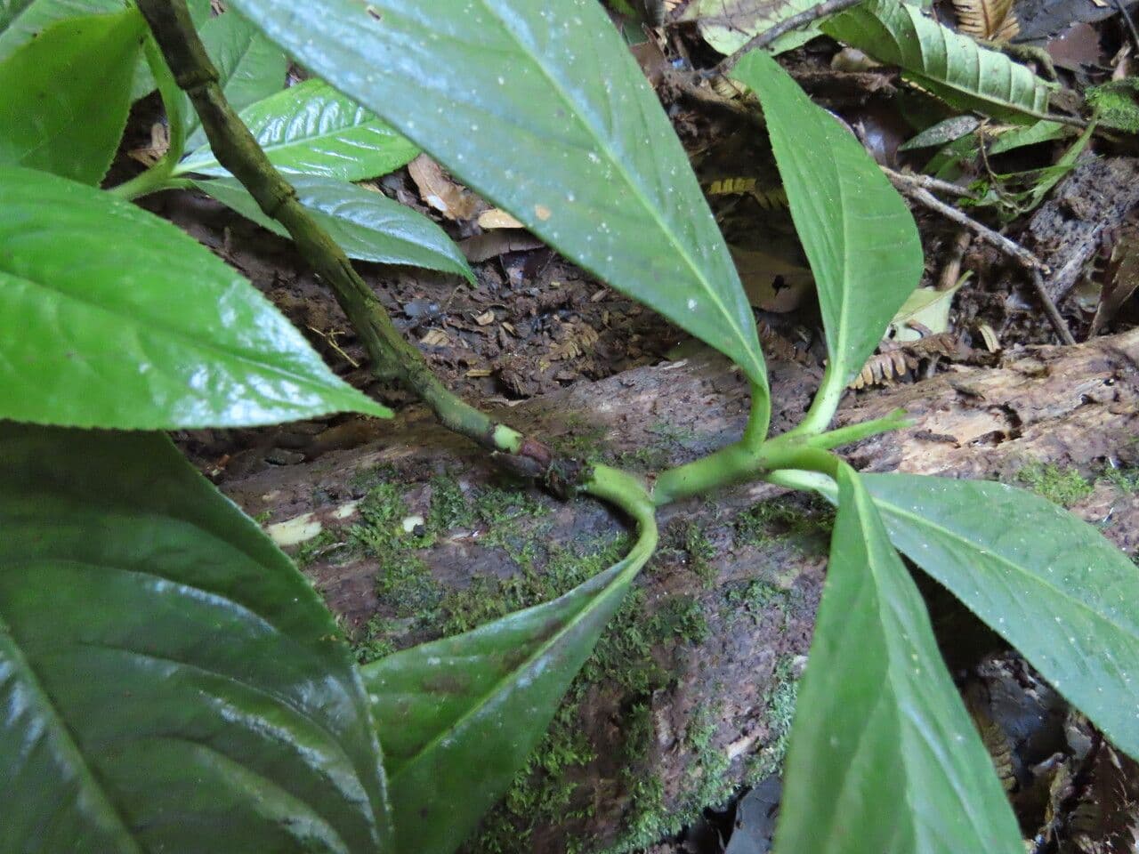 Hedyosmum 9