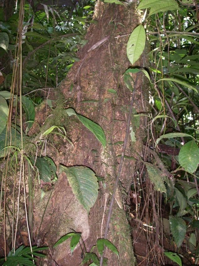 Kleinblütige Chimarrhis 12