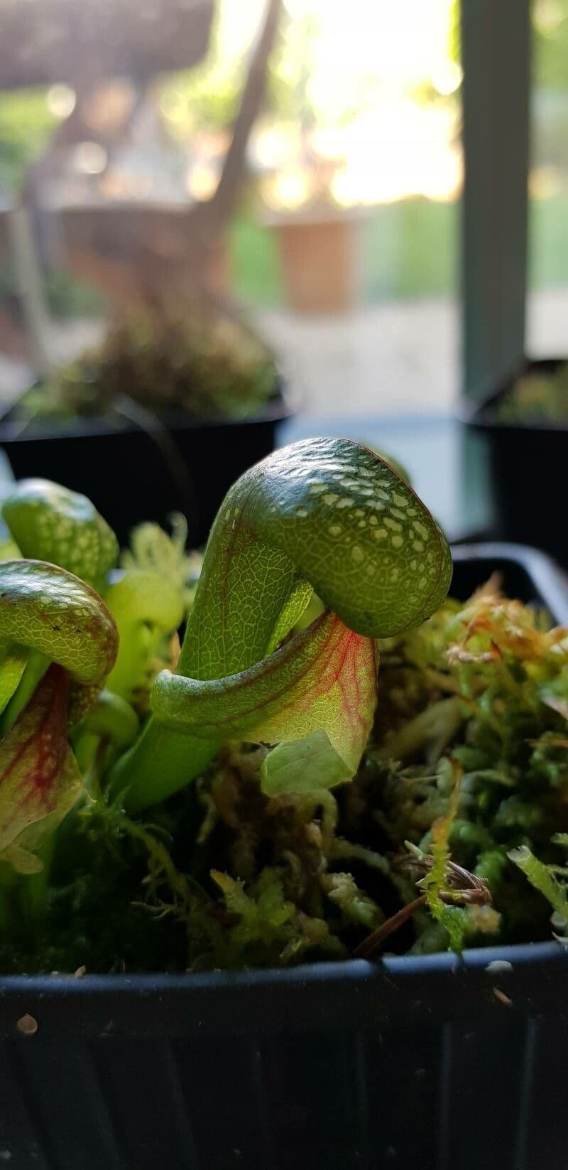 Darlingtonia californica 17