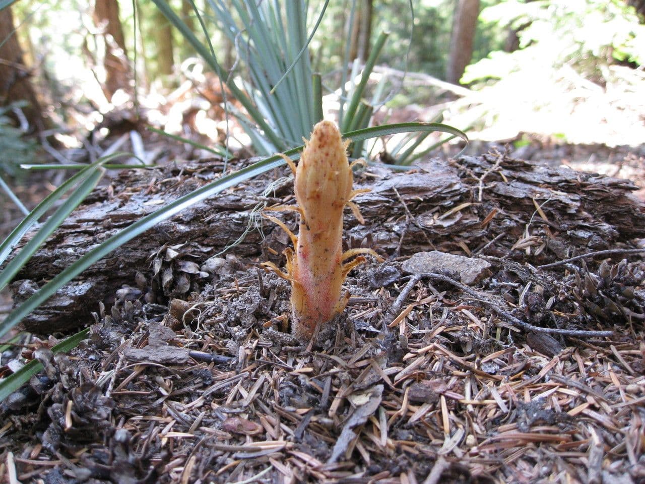 Pterospora andromedea 16
