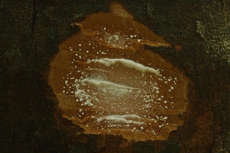 Parahancornia 14