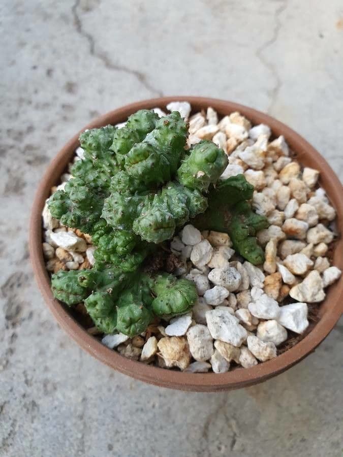 Cabeza de Medusa 18