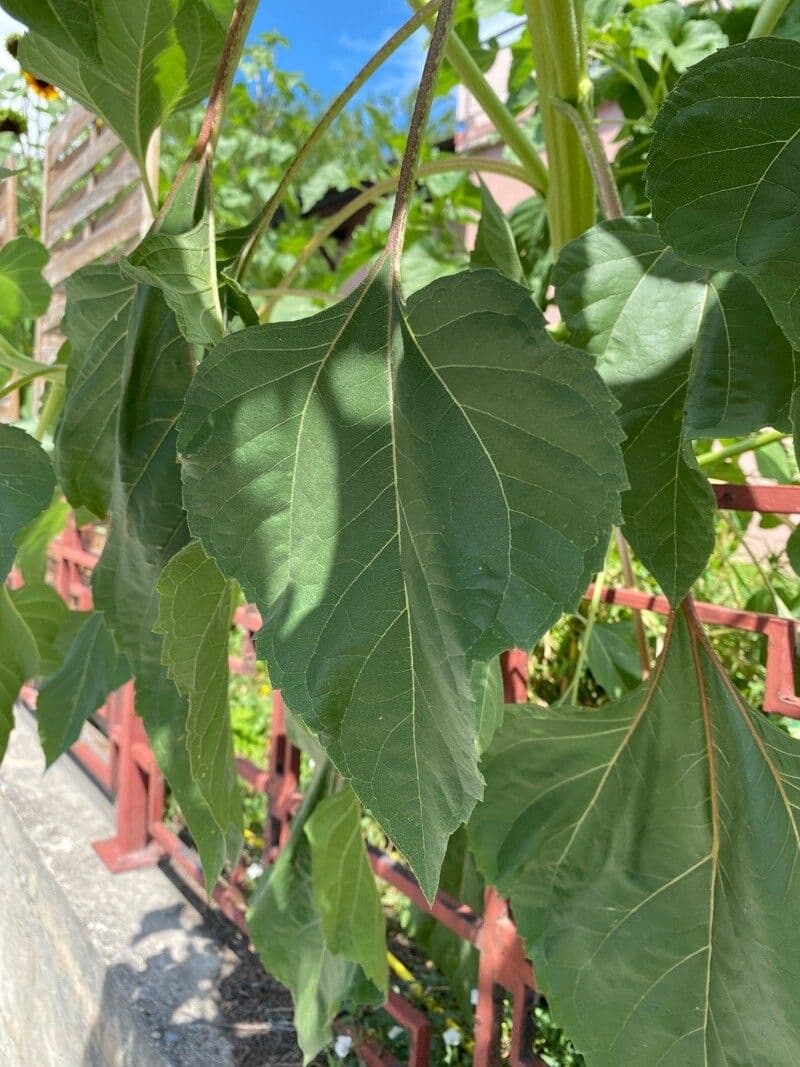 Tournesol géant 14