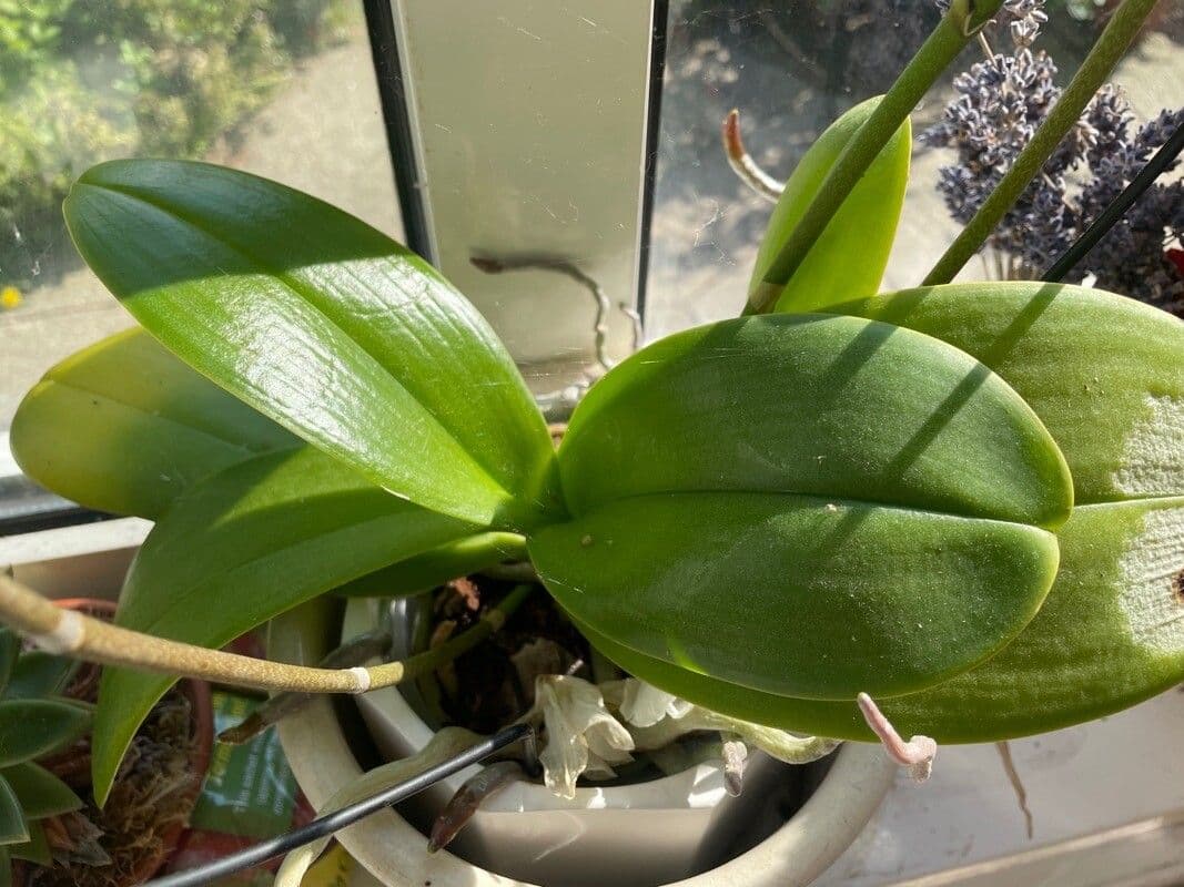 Orchidea farfalla 11