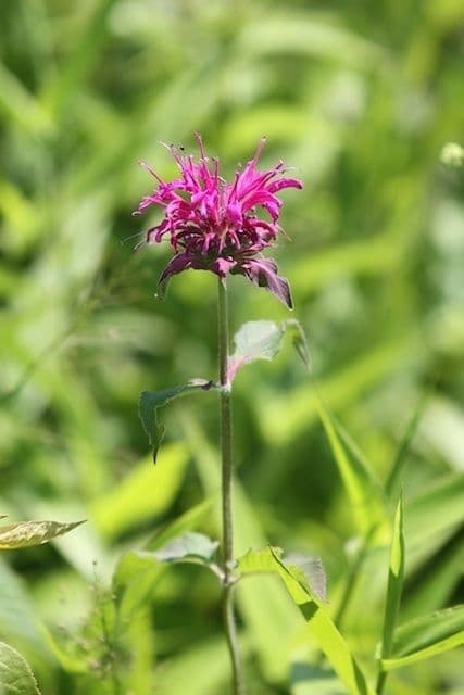 Monarda viola 2