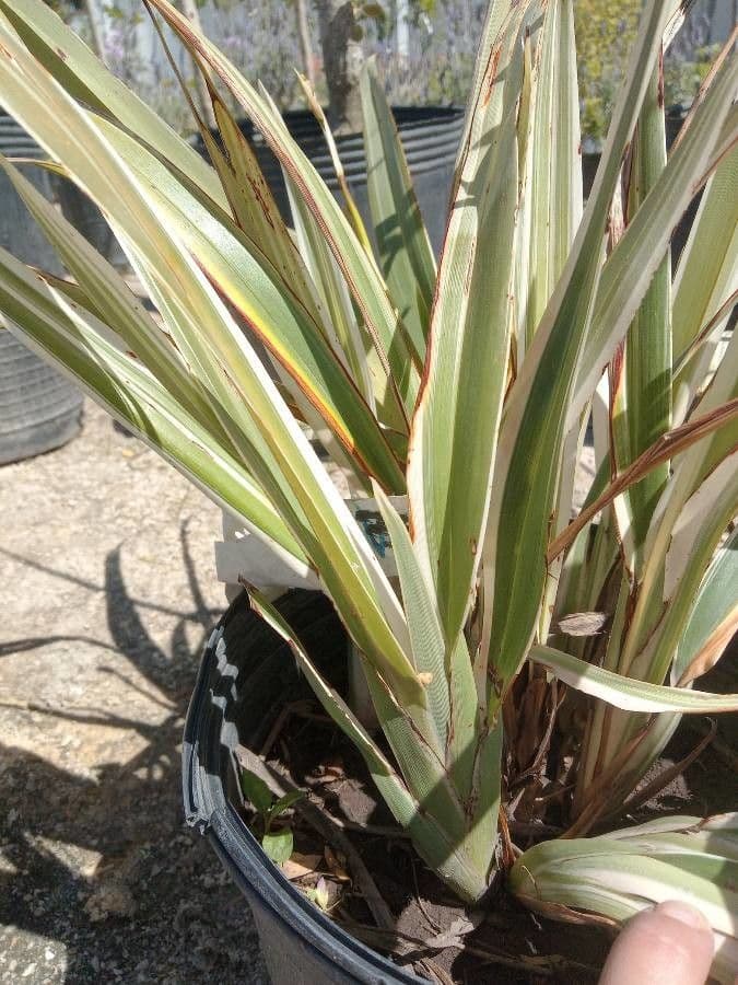 Dianella tasmanská 13