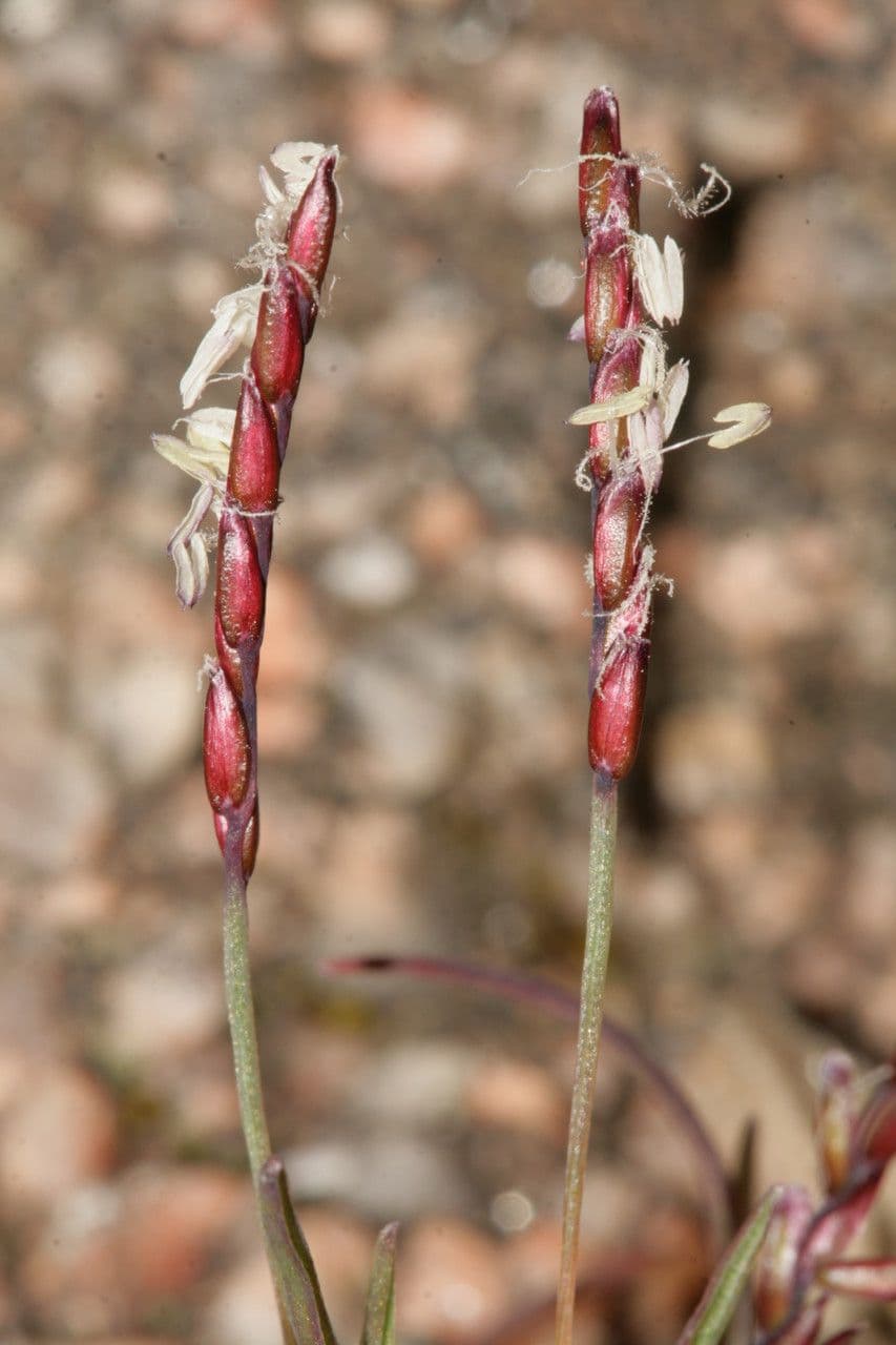 Mibora minima 7