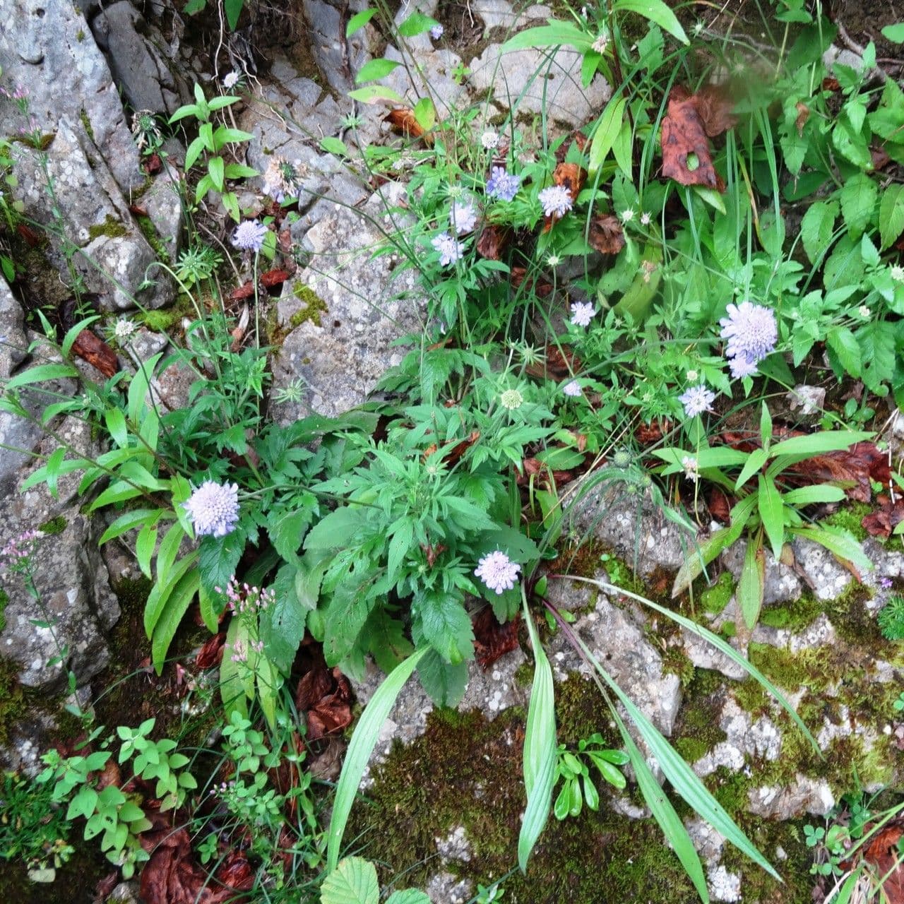 Vedovina cinerea 12