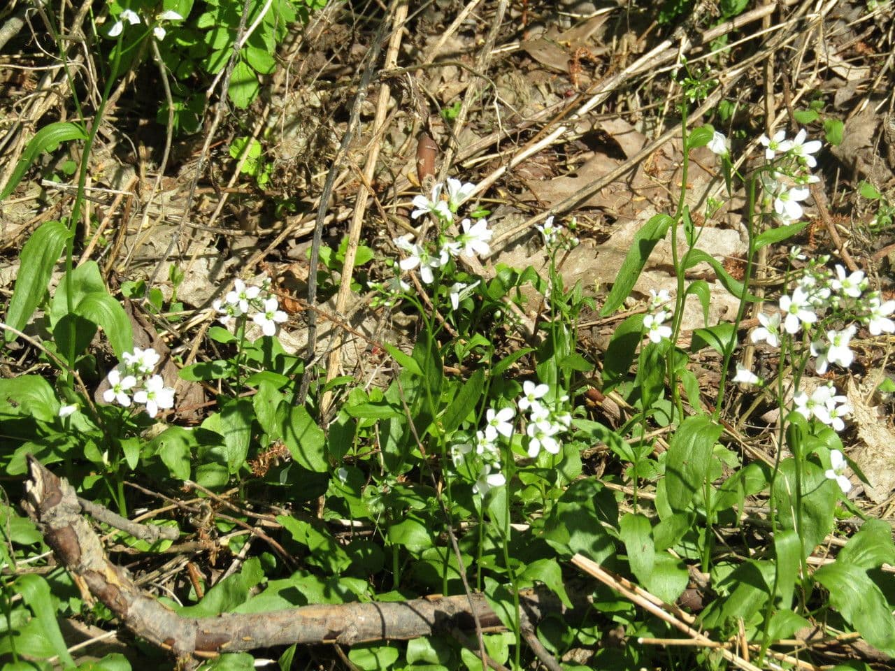 Bisetella bulbosa 5