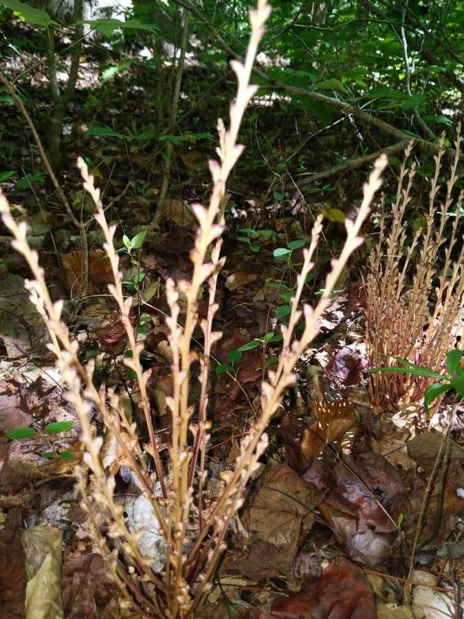 Epifagus virginiana 17