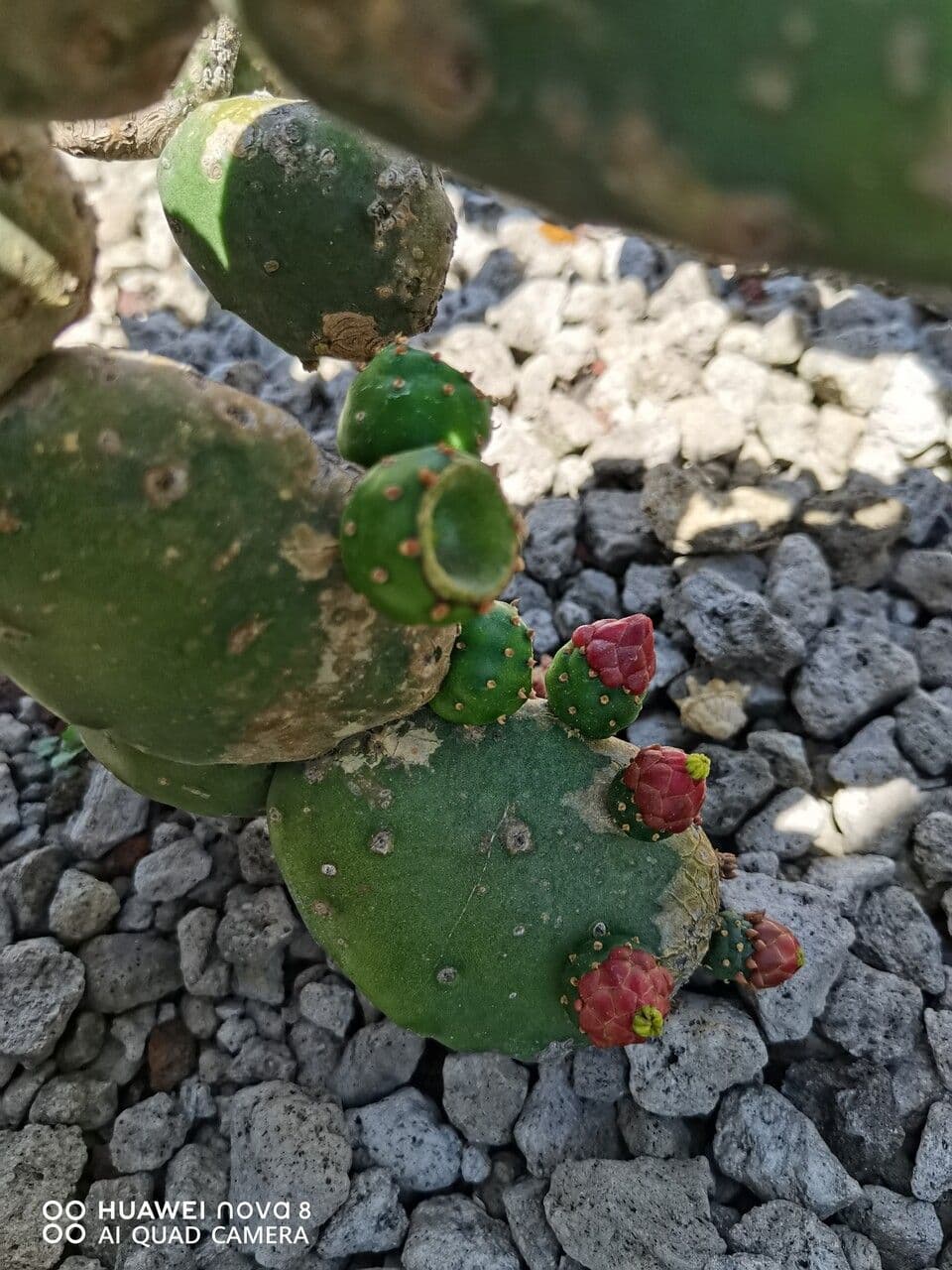 Tacinga 13