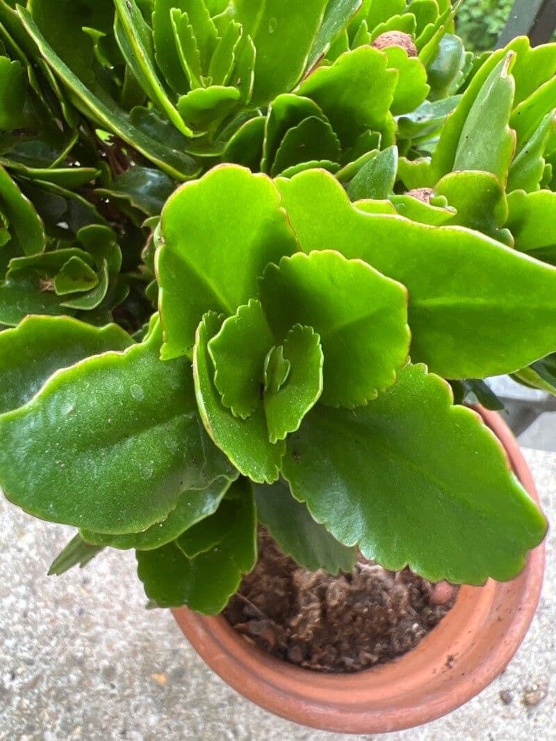 Kalanchoe densiflora 15