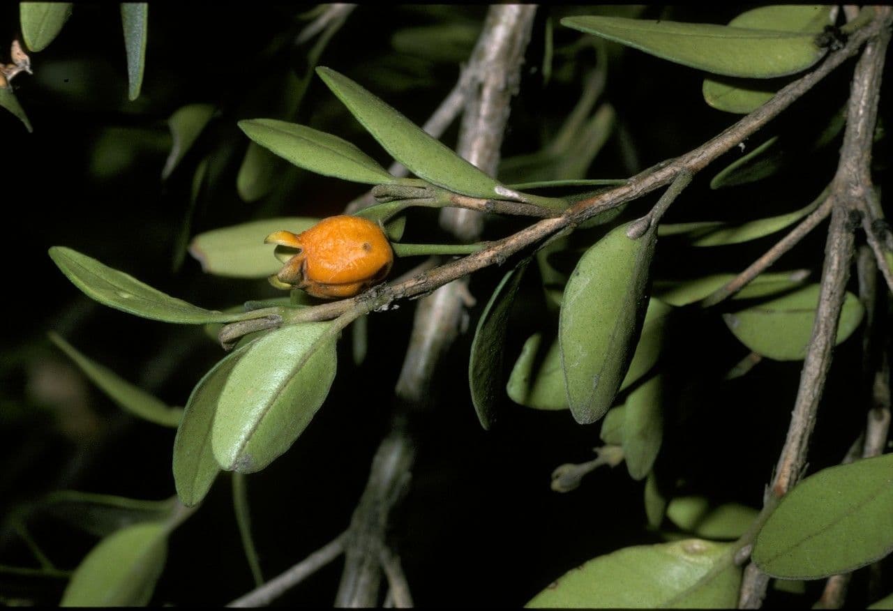 Myrceugenia