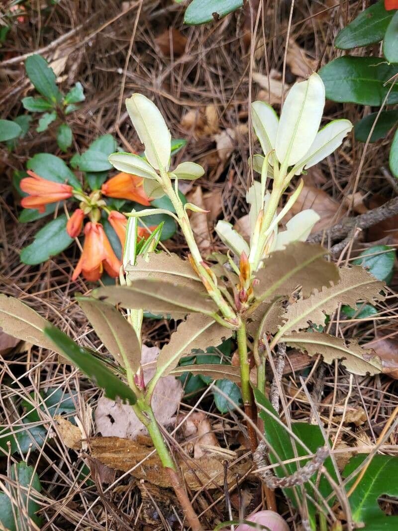 Rododendro 8