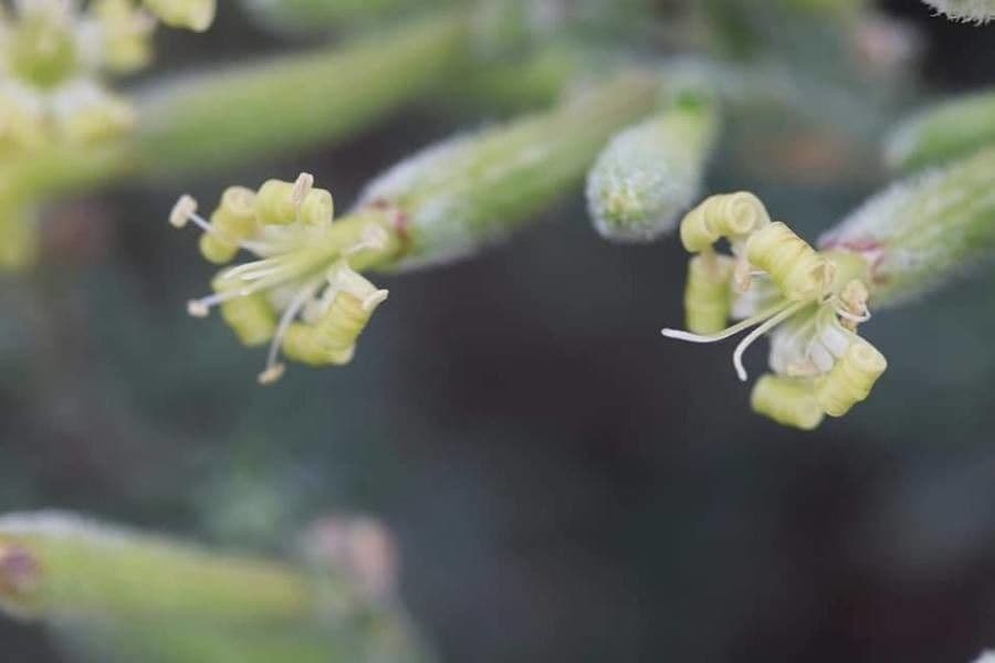 Silene 3