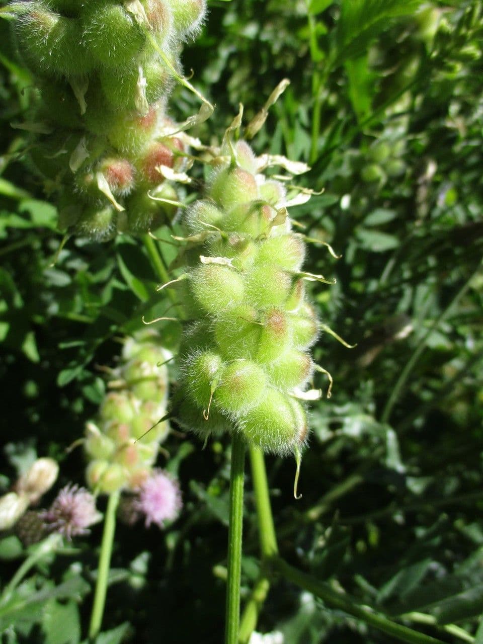 Astragalo ceci 2