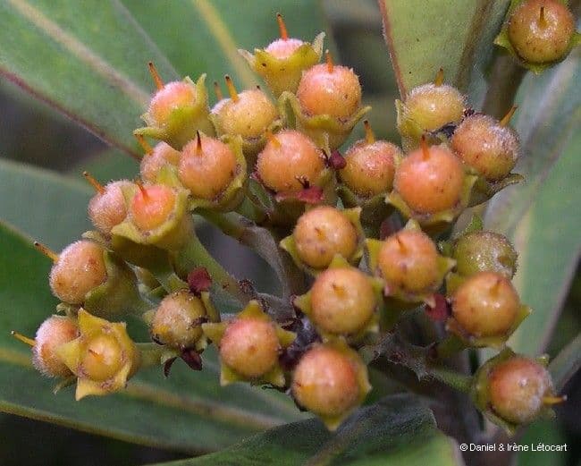 Tristaniopsis 2