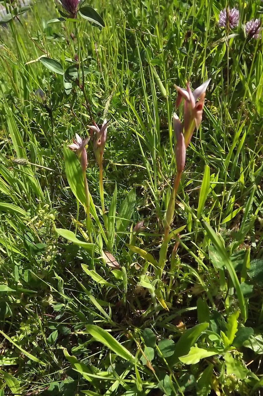 Serapias parviflora 15
