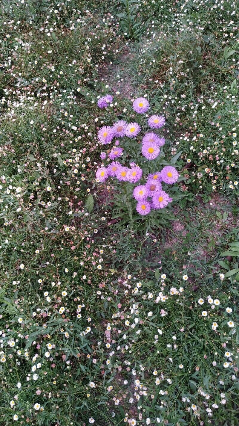 Fleabane piękny 22