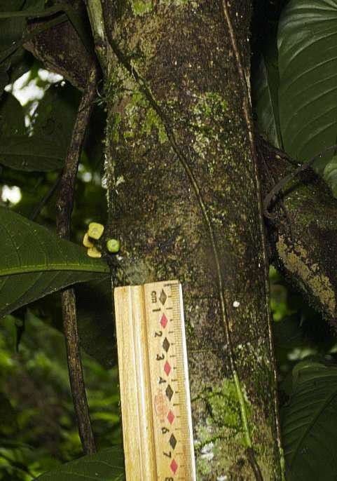 Siparuna pauciflora 9
