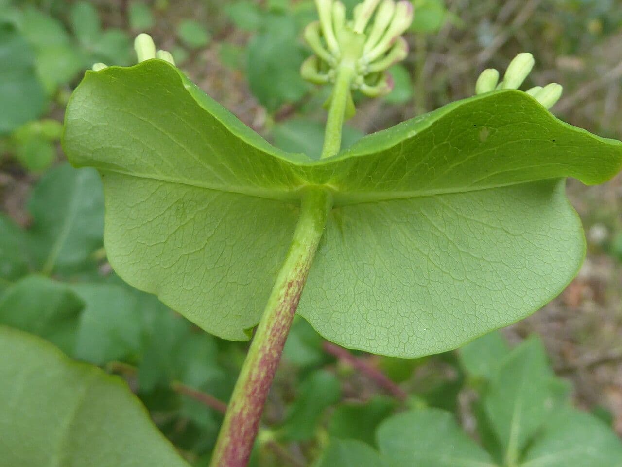 Caprifoglio etrusco 17