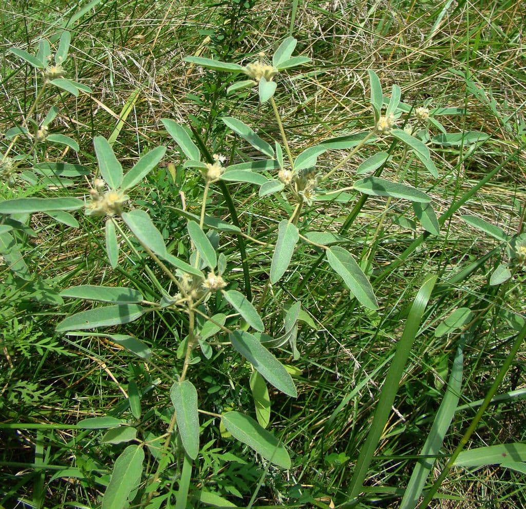 Croton capitatus 13