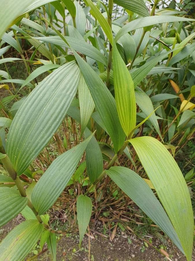 Sobralia 12