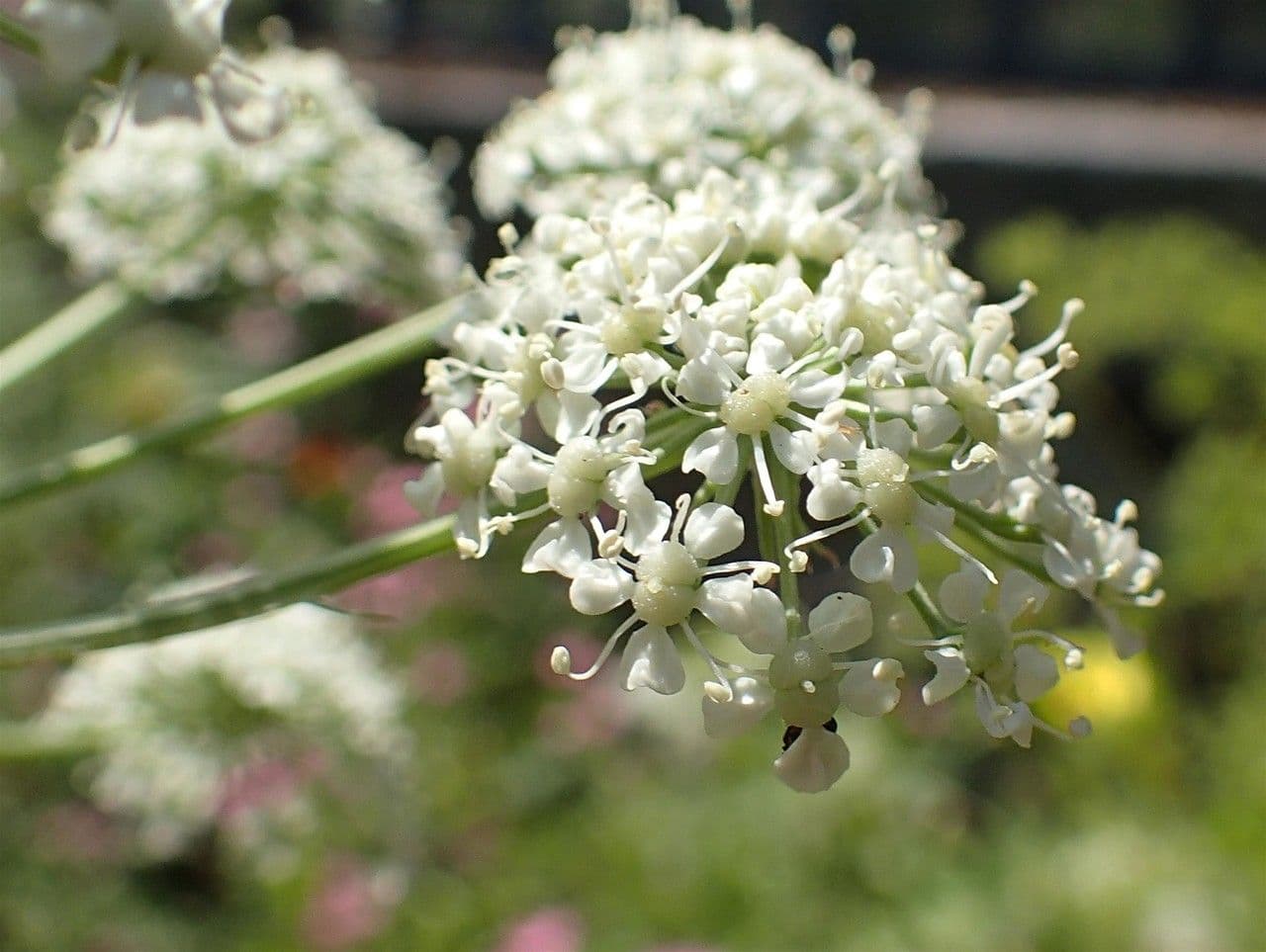 Ferula 2