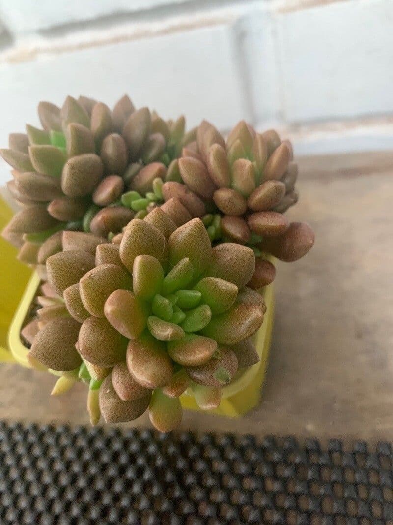 Sinocrassula 6