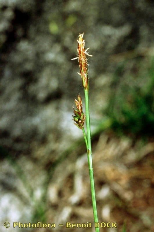 Carex depressa 9