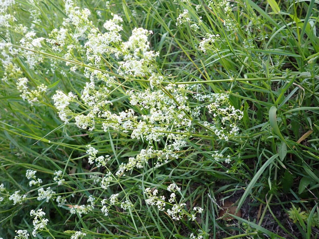 Caglio bianco 13