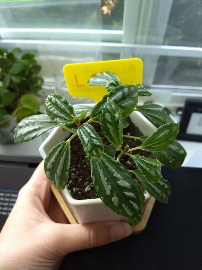 Pilea 11