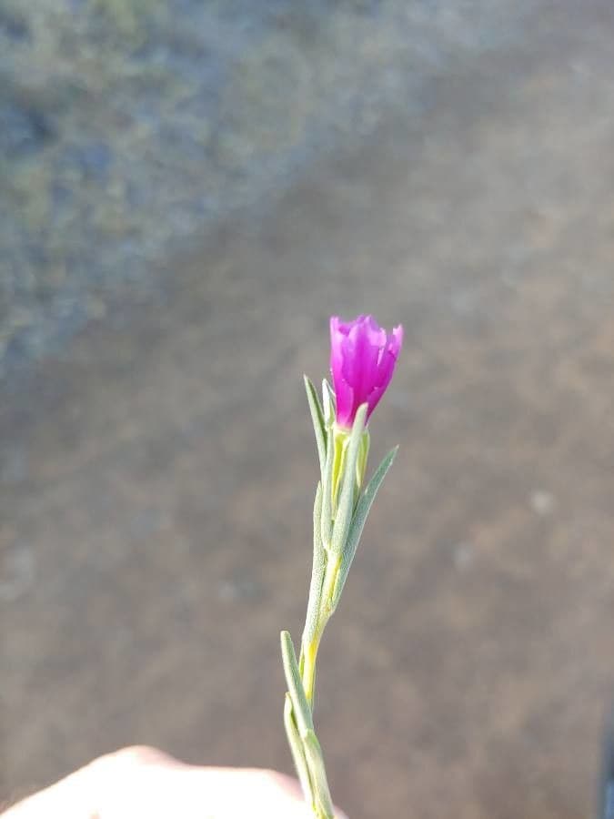 Clarkia purpurea 5